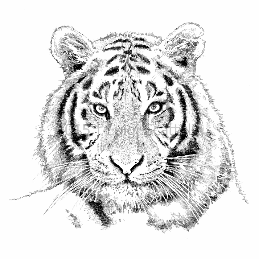 tigre-2